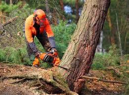 Best Commercial Tree Removal  in Geneva, WA