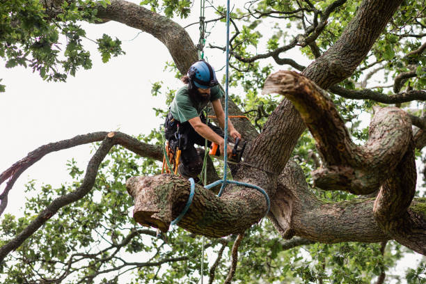 Best Arborist Consultation Services  in Geneva, WA