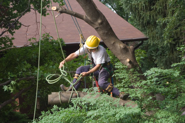 Best Residential Tree Removal  in Geneva, WA